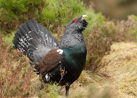 Capercaillie Tetrao urogallus
