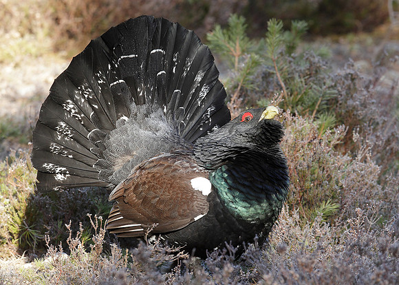 Capercaillie Tetrao urogallus