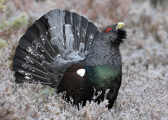 Capercaillie Tetrao urogallus
