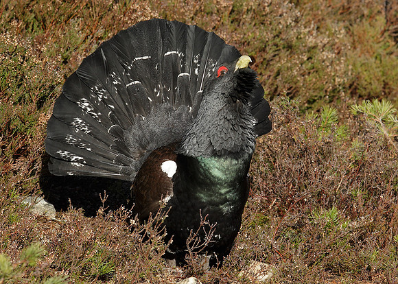 Capercaillie Tetrao urogallus