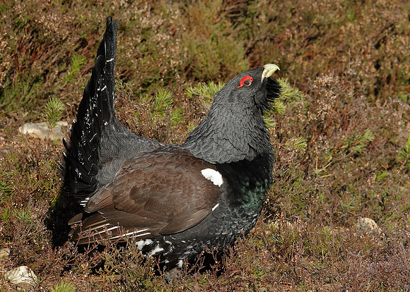 Capercaillie Tetrao urogallus