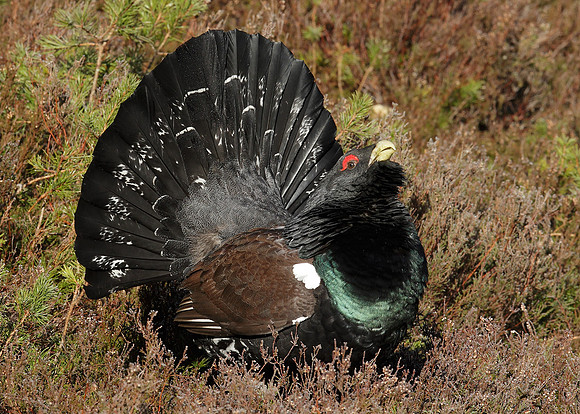 Capercaillie Tetrao urogallus