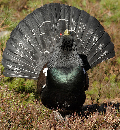 Capercaillie Tetrao urogallus