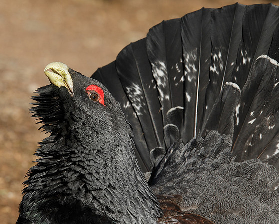 Capercaillie Tetrao urogallus