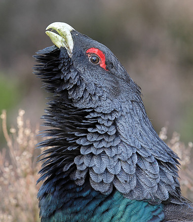 Capercaillie Tetrao urogallus