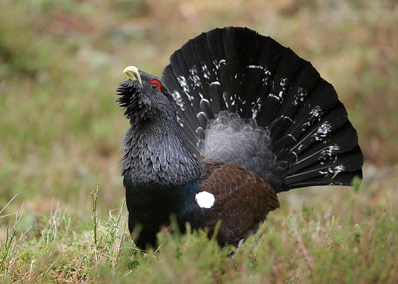 Capercaillie Tetrao urogallus