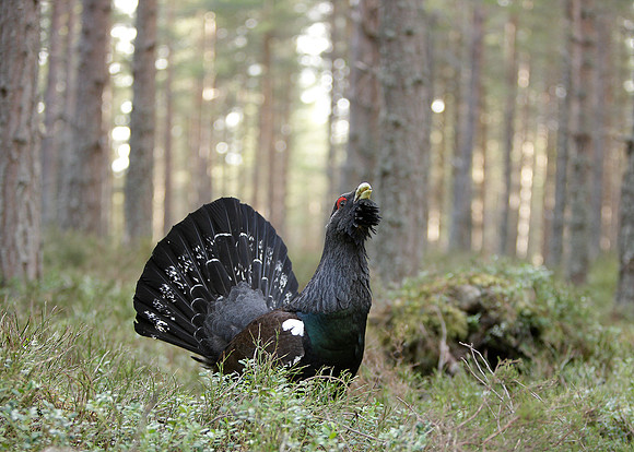 Capercaillie Tetrao urogallus