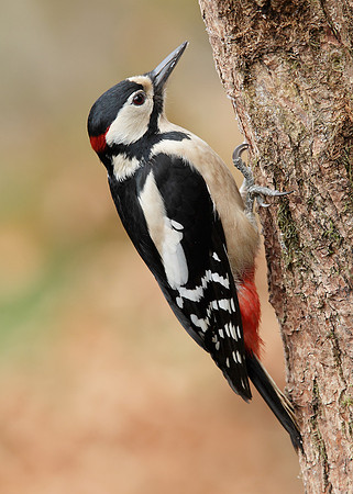 Great Spotted Woodpecker Dendrocopus major