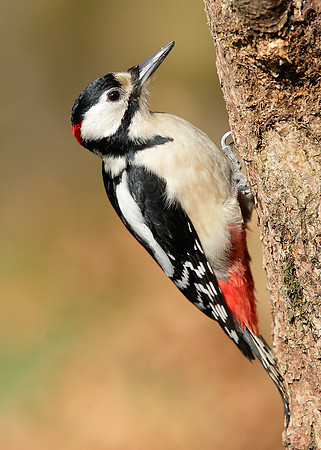 Great Spotted Woodpecker Dendrocopus major
