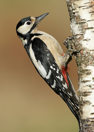 Great Spotted Woodpecker Dendrocopus major