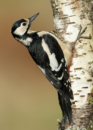 Great Spotted Woodpecker Dendrocopus major