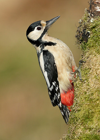 Great Spotted Woodpecker Dendrocopus major