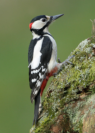 Great Spotted Woodpecker Dendrocopus major