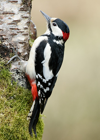 Great Spotted Woodpecker Dendrocopus major