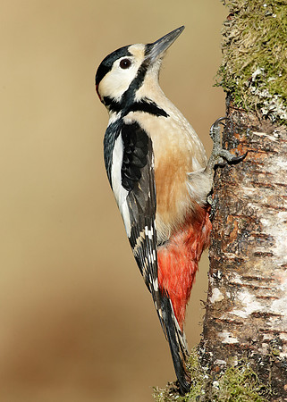 Great Spotted Woodpecker Dendrocopus major
