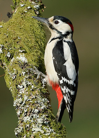 Great Spotted Woodpecker Dendrocopus major