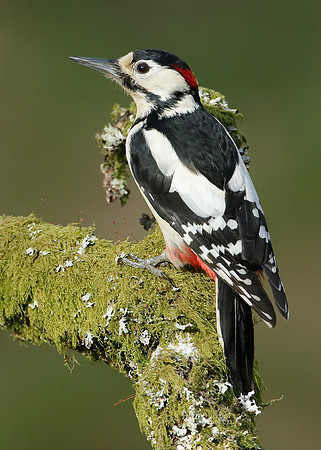 Great Spotted Woodpecker Dendrocopus major