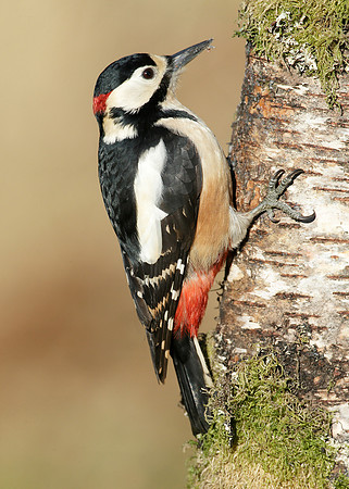 Great Spotted Woodpecker Dendrocopus major