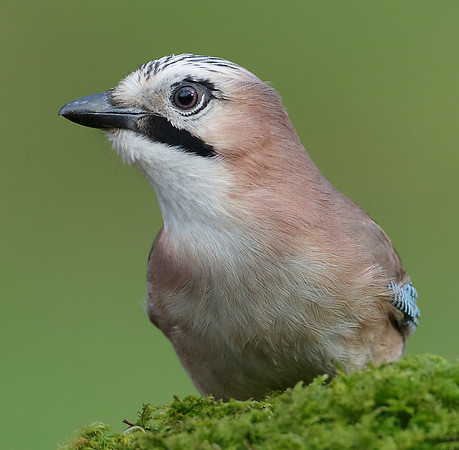 Jay Corvus glandarius