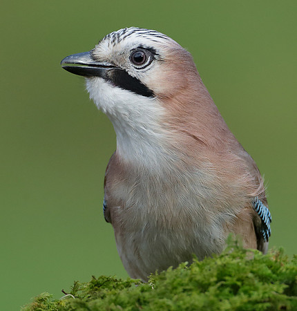 Jay Corvus glandarius
