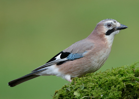 Jay Corvus glandarius