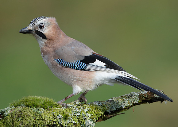 Jay Corvus glandarius
