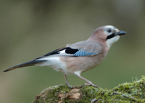 Jay Corvus glandarius