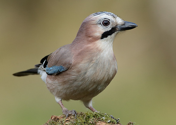 Jay Corvus glandarius