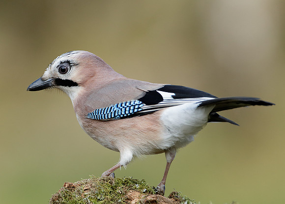 Jay Corvus glandarius