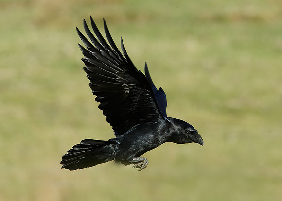 Raven Corvus corax