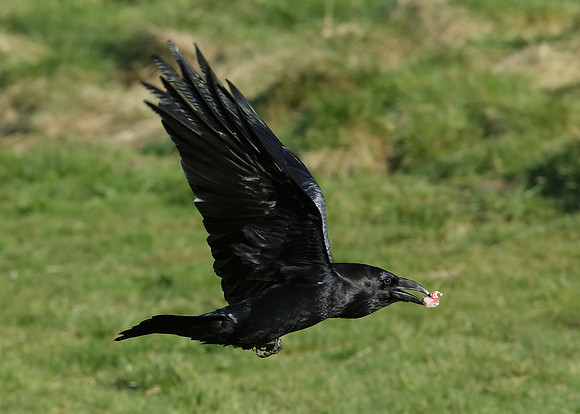 Raven Corvus corax