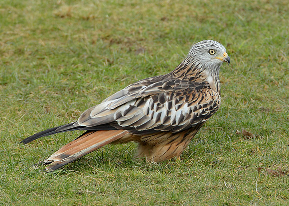 Red Kite Milvus milvus