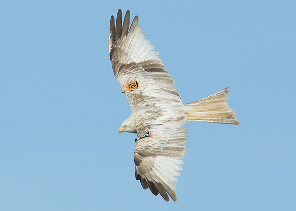Red Kite Milvus milvus