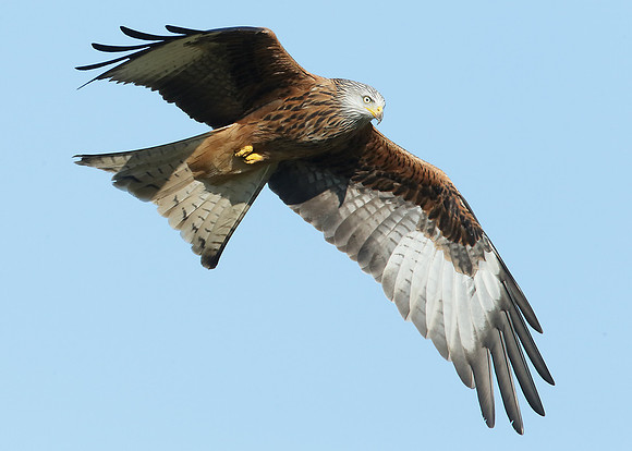 Red Kite Milvus milvus