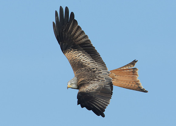 Red Kite Milvus milvus