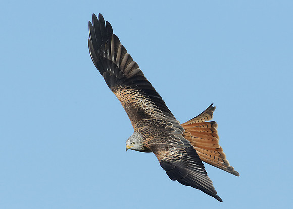 Red Kite Milvus milvus