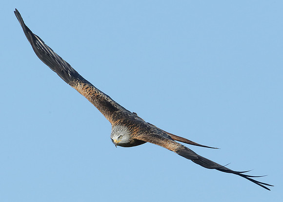 Red Kite Milvus milvus