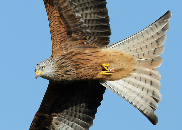 Red Kite Milvus milvus