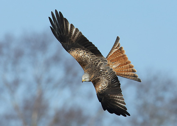Red Kite Milvus milvus