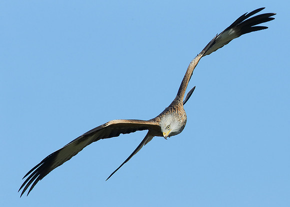 Red Kite Milvus milvus