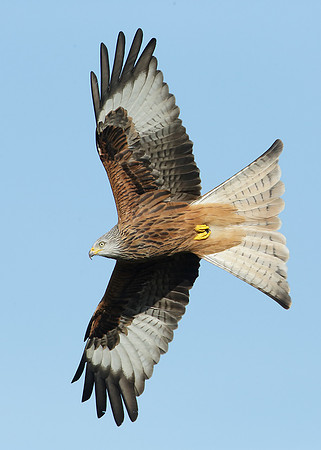 Red Kite Milvus milvus