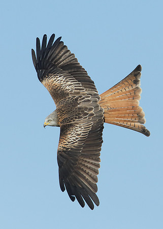 Red Kite Milvus milvus