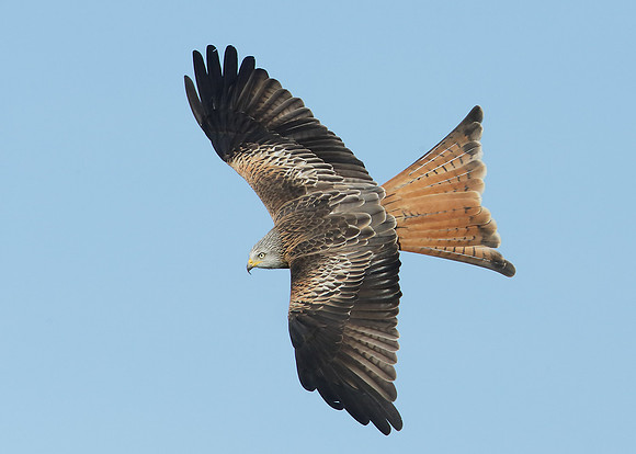 Red Kite Milvus milvus