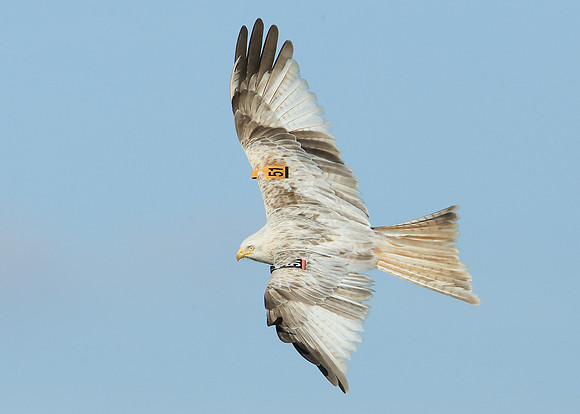 Red Kite Milvus milvus