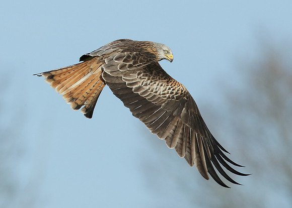 Red Kite Milvus milvus