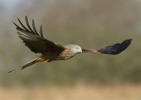 Red Kite Milvus milvus