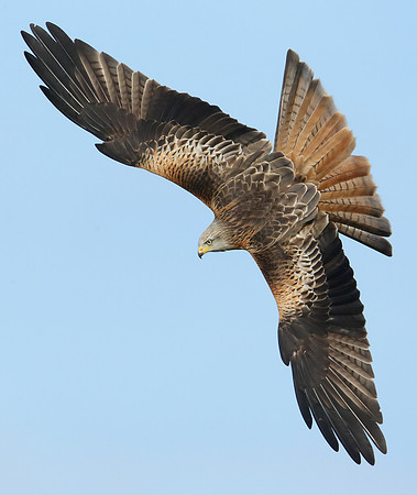Red Kite Milvus milvus