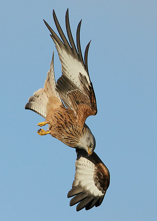 Red Kite Milvus milvus