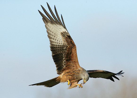 Red Kite Milvus milvus