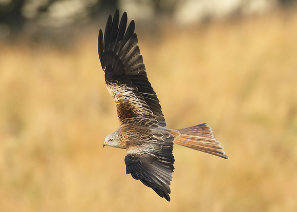 Red Kite Milvus milvus